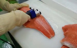 Электрическая машинка для удаления межмышечных костей с филе рыбы Remover 221RW (ООО "Владфризинг")