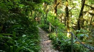 ЖЕМЧУЖИНА ХОСТЫ ТИСО-САМШИТОВАЯ РОЩА, ЭКСКУРСИЯ : ХОСТА - СОЧИ ДОСТОПРИМЕЧАТЕЛЬНОСТИ