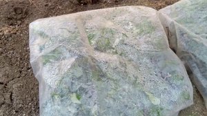 Как получить супер рассаду клубники! ИНТЕРЕСНЫЙ СПОСОБ ЗАКЛАДКИ РАССАДЫ! Рассада клубники.