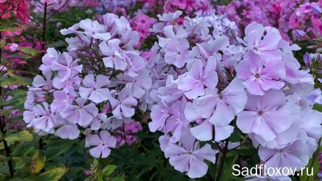 Флокс Зимнее Утро, селекции Е.Константиновой и агрофирмы Поиск смотреть онлайн