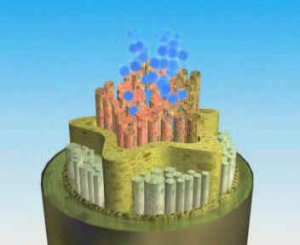 ПРОВОДЯЩИЕ ТКАНИ РАСТЕНИЙ