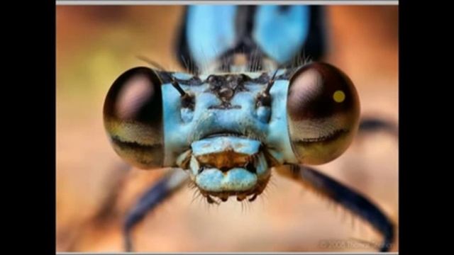 Семинар с Владимиром Сковородниковым "Макросъемка" 15.04.14 смотреть онлайн