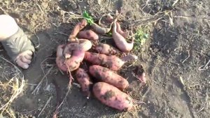 Батат. Выкапываем первый зрелый куст.