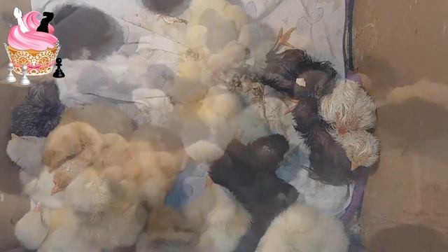 Про цыплят детям. Домашние суточные цыплята 1 день. Вылупление цыплят в инкубаторе!