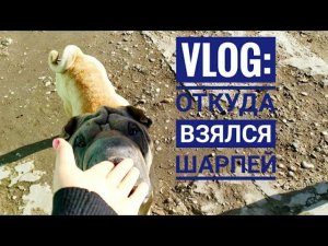 Влог/БЕЗЛАПАЯ кошка пришла В СЕБЯ, Прогулки и купание собак, прикорм БЕЗДОМНЫХ.