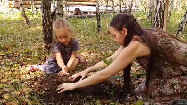 Посадка дуба смотреть онлайн