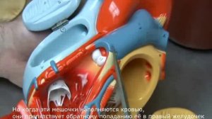 Анатомия сердца