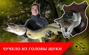 Чучело из головы щуки. Трофей на подводной охоте.