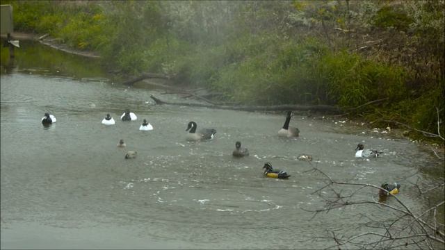 Купить чучела уток и гусей американской фирмы Хигдон смотреть онлайн