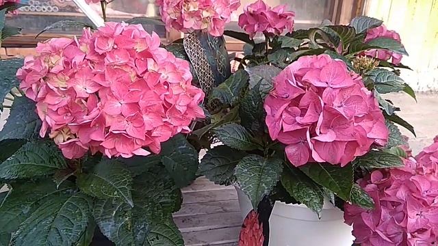 Гортензия Black Diamond Angel смотреть онлайн