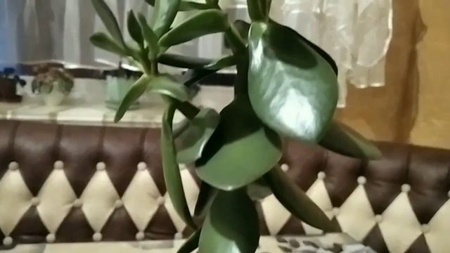 денежное дерево,Толстянка, красула.#ДенежноедеревоУход# ПопробуйСделать#