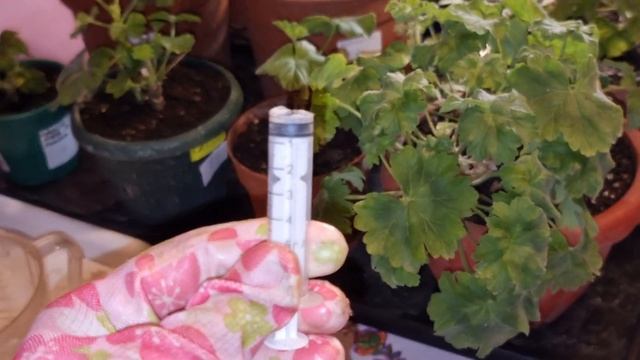 Делайте так с Пеларгониями и они завалят вас черенками и цветами!) Виды Кристалонов смотреть онлайн