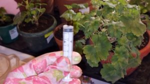 Делайте так с Пеларгониями и они завалят вас черенками и цветами!) Виды Кристалонов