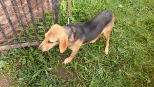 Содержание щенка русской гончей.