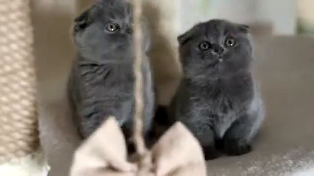 Голубые вислоухие шотландские котята