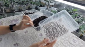 Разрыхлитель для грунта фиалок, Пенопласт или агроперлит? Что я выбираю для своих фиалок.