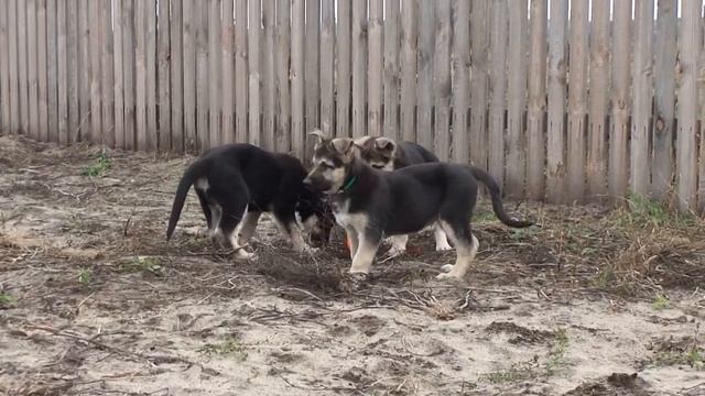 Щенки восточно-европейской овчарки, 2 мес. 3 смотреть онлайн