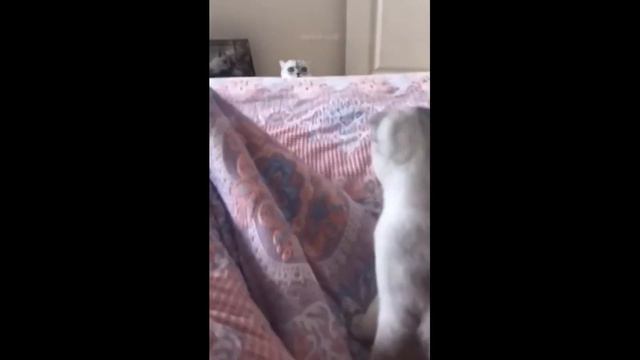 ПРИКОЛЫ С ЖИВОТНЫМИ 🐈 СМЕШНЫЕ ЖИВОТНЫЕ 🤣 Смешны Коты Забавные Животные - приколы 2022