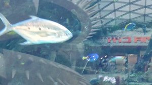 Животные. Рыбы. Огромный морской аквариум с хищной акулой, групером, морскими рыбами.