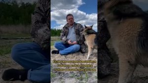 Как приручить незнакомую собаку?