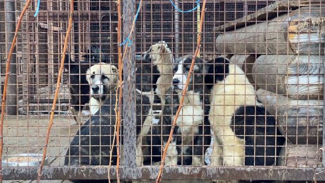 2 кобеля и суки по БУЛЬДОЗЕРА линии.1412.20 д.р.Тигры и палевые.Щенки САО/алабай.РКФ/FCI+7915778778 смотреть онлайн