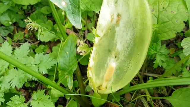 Аронник белокрылый | Жизнь в Адлере смотреть онлайн