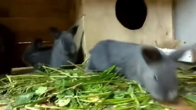 Крольчата начинают выходить из гнезда// Венчики 21 день