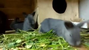 Крольчата начинают выходить из гнезда// Венчики 21 день