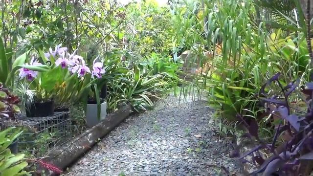 Мой Новый Сад Орхидей.. Каттлея C. Purpurata var. Schusteriana Rubra in Bloom смотреть онлайн