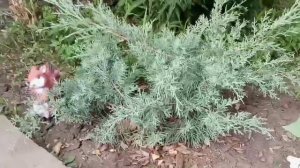 Какие ХВОЙНЫЕ растения можно посадить на НЕБОЛЬШОМ участке ?