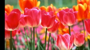 ЦВЕТУЩИЙ МАЙ