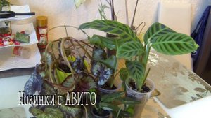 Новинки с авито. Обзор новых цветов.