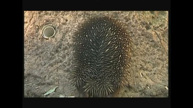 Tachyglossus aculeatus – Єхидна австралійська(коротконоса) - Short-beaked echidna смотреть онлайн