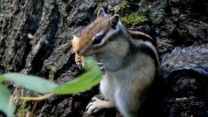 Лесной бурундук. Бурундук ест шишку.