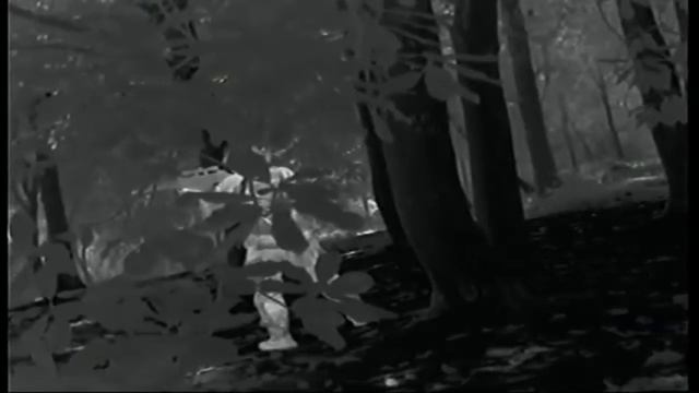 Тепловизионный модуль Pulsar 386 охрана пограничной территории смотреть онлайн