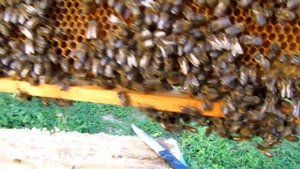 ЗЛОБЛИВОСТЬ  ЧИСТОПОРОДНЫХ СР ПЧЕЛ