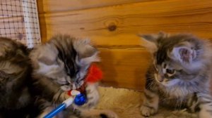 Котята породы мейн-кун 2месяца