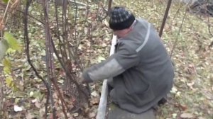 Обрезка винограда. Омолаживание виноградных кустов