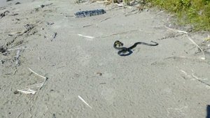 Охота ужа на лягушку