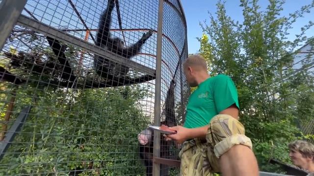 Олегу Зубкову пришлось ВМЕШАТЬСЯ в ситуацию с зонтиком и РАЗОБРАТЬСЯ с шимпанзе! смотреть онлайн