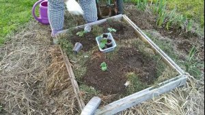 Сажаю тыкву хитрым способом.mp4