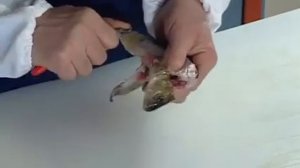 Интересный способ почистить окуня