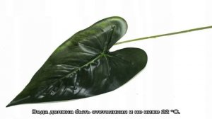 Антуриум Андре — уход в домашних условиях