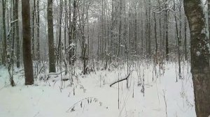 Поиск рогов лося