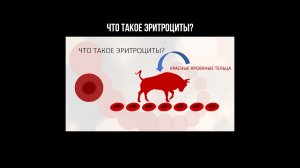 Что такое эритроциты?