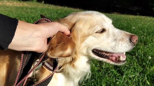 Красавчик Майк. Передержка собак Москва смотреть онлайн