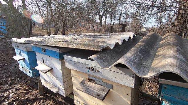 Первые весенние работы на пасеке, первая пыльца, пчела полетела, орешник запылил! смотреть онлайн