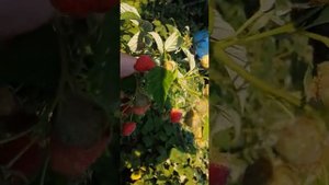 Малина Маравилла. Ремонтантный сорт. Один из лучших из сортов малины#маравилла#лучший сорт