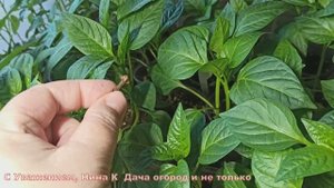 ПОЛОЖИЛА ЭТУ ПРЯНОСТЬ В СТАКАН С РАССАДОЙ! Средство избавит от мошек и паутинного клеща на рассаде