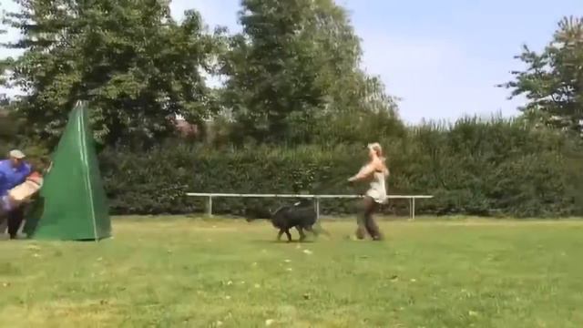 №1 ТОП 5 САМЫХ ОПАСНЫХ и АГРЕССИВНЫХ ПОРОД СОБАК смотреть онлайн